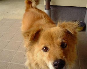 $B8F$s$@(B? ($B%U%j!<(B)