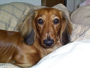 $B8+$D$a$k%T%N%3(B