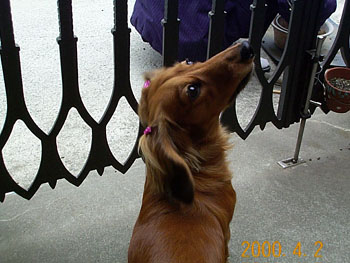 $B8+>e$2$k%T%N%3(B