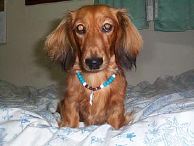 $B%M%C%/%l%9$r$7$?%T%N%3(B