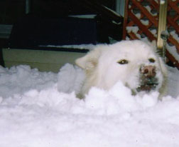 $B@c$KKd$b$l$k%T%h(B