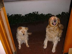 $B%Z%m$H%^%C%/%9(B