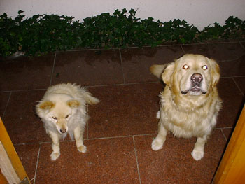 $B%Z%m$H$($i$$4i$N%^%C%/%9(B