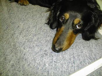 $B>eL\$E$+$$$N$F$C$3(B