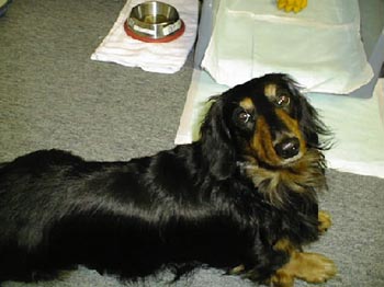 $B?6$jJV$k$F$C$3(B