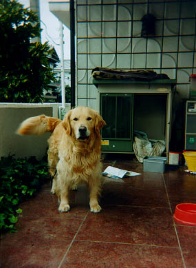 $B$?$@$$$^FI=qCf(B