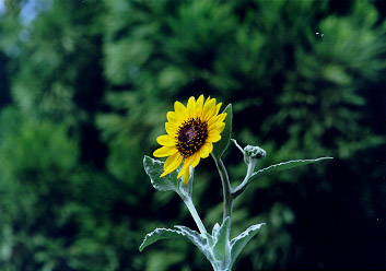 $BD9$$$3$H:i$$$F$?$R$^$o$j(B