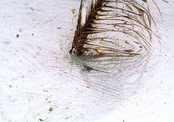 $B9H$$%O%$%S%9%+%9(B