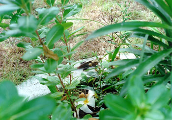 $B$7$P$i$/bK$_9g$$(B