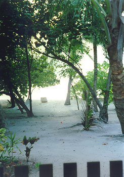 $B%F%i%9$N8a8e;0;~(B