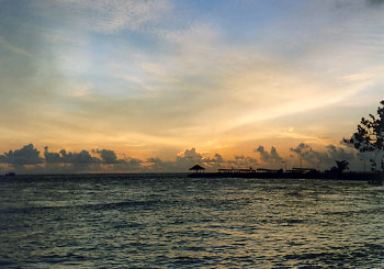 $B%m%R%U%7$NM<Jk$l(B