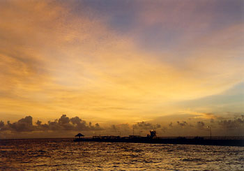 $B%m%R%U%7$NM<Jk$l(B