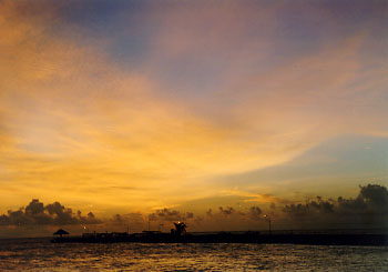 $B%m%R%U%7$NM<Jk$l(B