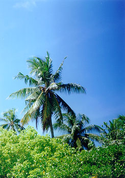 $B%/%@!&%P%s%I%9$N\?;R$NLZ(B