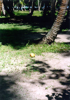 $B\?;R$N<B$R$H$D(B($B%/%@!&%P%s%I%9(B)