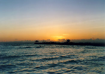 $B%m%R%U%7$NM<Jk$l(B