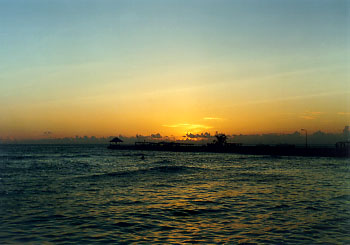 $B%m%R%U%7$NM<Jk$l(B