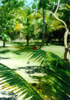 $BMU>e$N0`$l$?2V(B