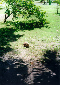 $B\?;R$N<B$R$H$D(B($B%m%R%U%7(B)