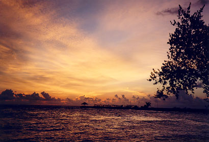 $B%m%R%U%7$NM<Jk$l(B