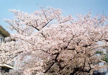 $B=UF|5V8xCD$N:y(B