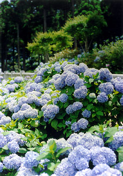 $BN6?@B<6a$/$N;gM[2V(B