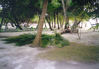 $B=k$5$G$d$i$l$?$s$+(B?