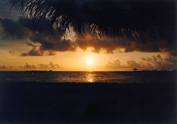 $B%m%R%U%7$NM<Jk$l(B