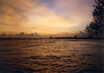 $B%m%R%U%7$NM<Jk$l(B