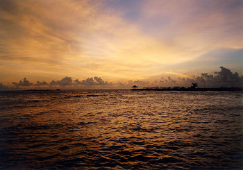 $B%m%R%U%7$NM<Jk$l(B