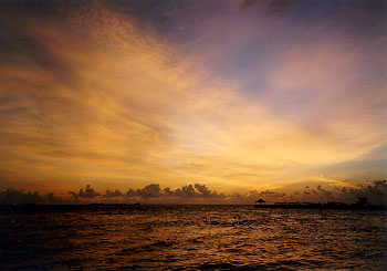 $B%m%R%U%7$NM<Jk$l(B