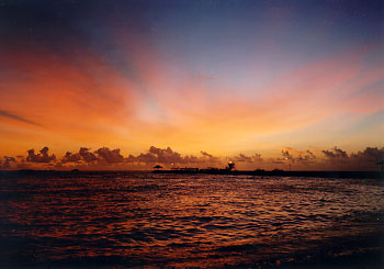 $B%m%R%U%7$NM<Jk$l(B