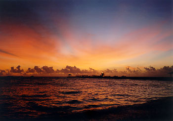 $B%m%R%U%7$NM<Jk$l(B