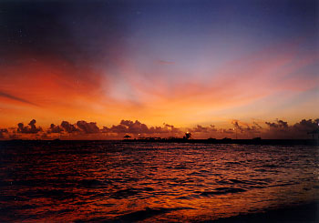 $B%m%R%U%7$NM<Jk$l(B