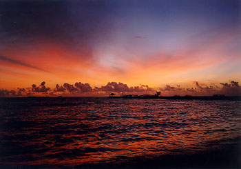 $B%m%R%U%7$NM<Jk$l(B