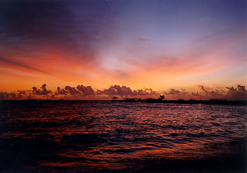 $B%m%R%U%7$NM<Jk$l(B