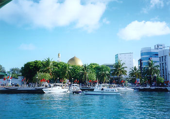 $B%U%/%k!&%_%9%-!<(B($B%U%i%$%G!<!&%b%9%/(B)