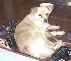 $B%Z%m$H$3$^$a$=$NFu(B