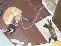 $B%Z%m$H$3$^$a$=$N0m(B