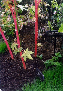 09 '�Ђ�'�Ƃ����炵��