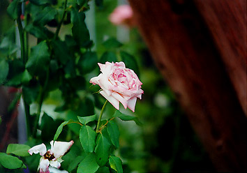 20 �v�����Z�X��