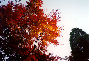 ���Ǒ�Ђ̍g�t