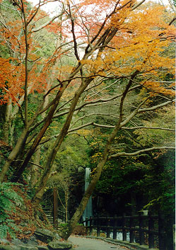 �ǂ���ɂ����