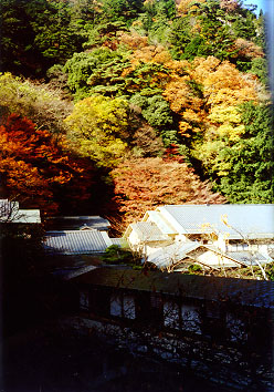 ���̗���