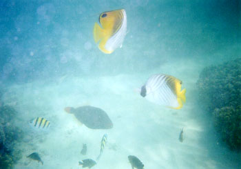 �Ȃ񂩉��F����