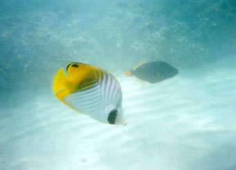 �Ȃ񂩉��F����