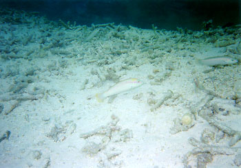 �����牽�������˂�?