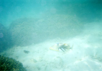 ���₩�ȃn�Q