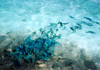 ���̂������ς�