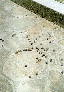 �ӂ�ӂ�ӂ�`������`